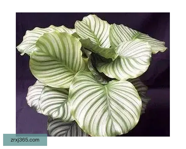 世界杯赛事深度解析与体育竞猜策略全方位指南